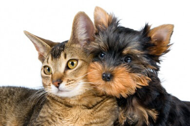 Schutz für Hunde und Katzen gegen Giftpflanzen