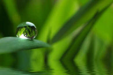 Untergang der Maya-Stadt Uxul - Massengrab und Ballspielplatz zeugen von bewegter Vergangenheit
