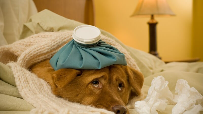 Kranker Hund mit Schal im Bett