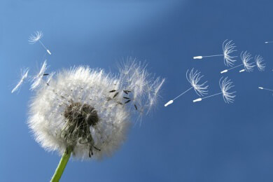 Heuschnupfen: Am schlimmsten sind Gräser und Pollen von den Bäumen