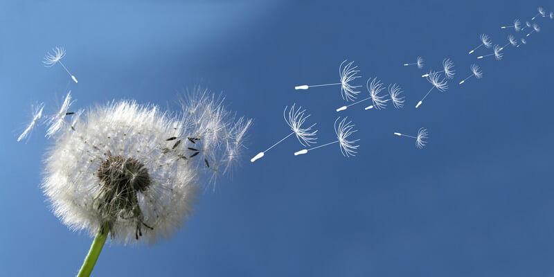 Pusteblume, Löwenzahn, dessen Sporen durch die Luft fliegen, vor blauem Himmel