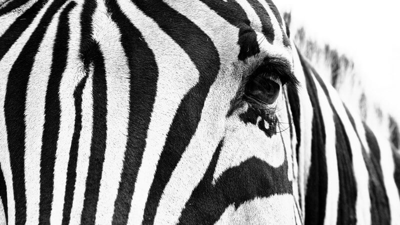 Stirn und linkes Auge eines Zebras