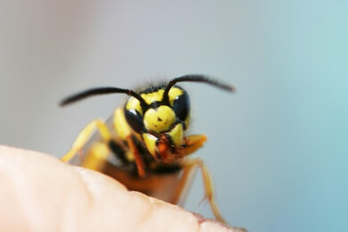 Atemnot nach einem Insektenstich ist ein Hinweis auf gefährlich allergische Reaktion