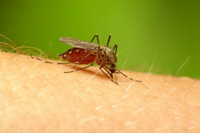 Gibt es bald eine Impfung gegen das Dengue-Fieber?