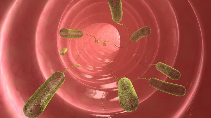 Grafik Darm mit Bakterien