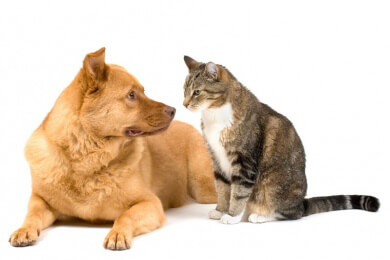 Vegane Ernährung für Hunde - worauf muss geachtet werden?