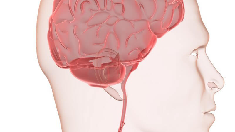 Grafische Darstellung menschliches Gehirn