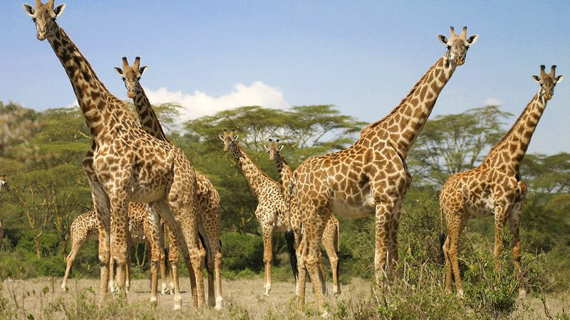 Giraffen, Safari