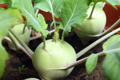 Sowohl roh als auch gekocht ein Genuss - der Kohlrabi