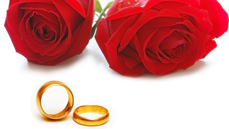 Zwei rote Rosen, davor zwei goldene Hochzeitsringe