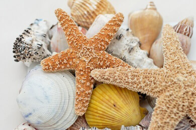 Unbekannte Krankheit tötet Seesterne: 20 Arten in den USA betroffen