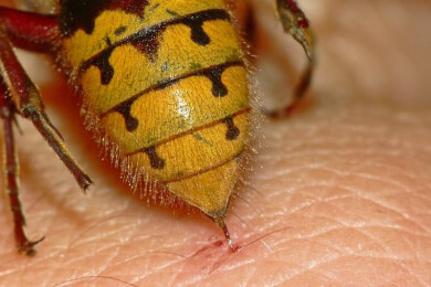 Bei Patienten mit Insektenallergie ist eine Therapie meist schwierig