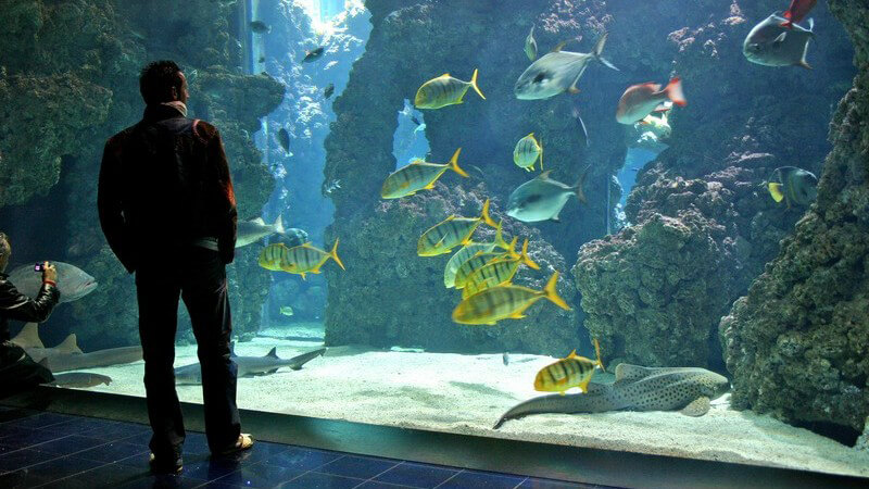 Mann vor großem Aquarium mit bunten Fischen