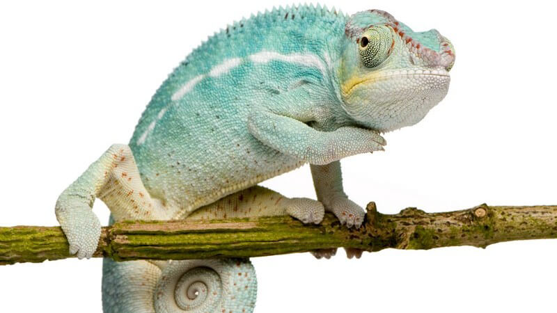 Nahaufnahme Chameleon auf Ast, weißer Hintergrund