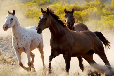 Fast alle einjährigen Hengste eines Haflinger-Gestüts vergiftet - Unklar, ob Anschlag dahintersteckt