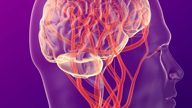 Grafische Darstellung Blutkreislauf im Gehirn