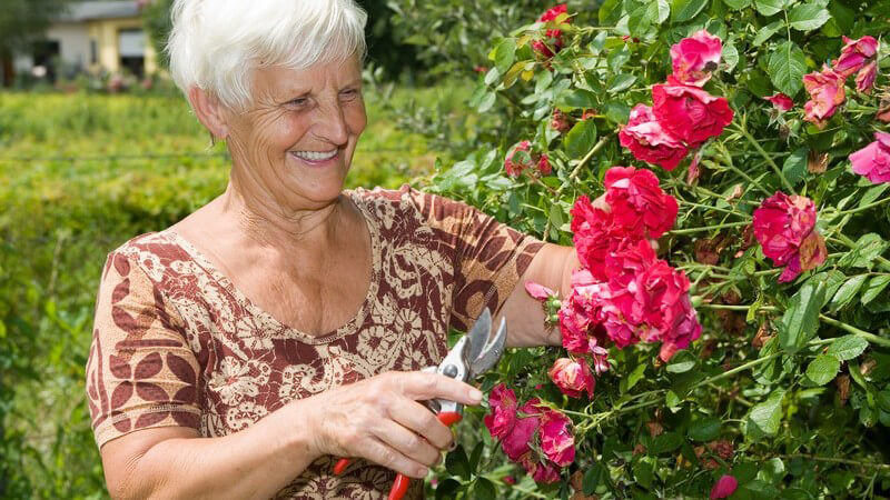 Lächelnde reife Dame in Garten vor Rosenstrauch mit Rosenschere