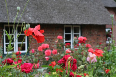 Bunte Blumenbeete - stimmungsvoller Blickfang rund ums Jahr