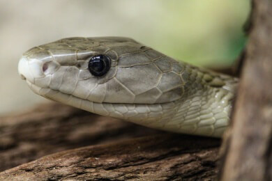 Reptilien wie Schildkröten, Schlangen und Leguane verbreiten oft Salmonellen