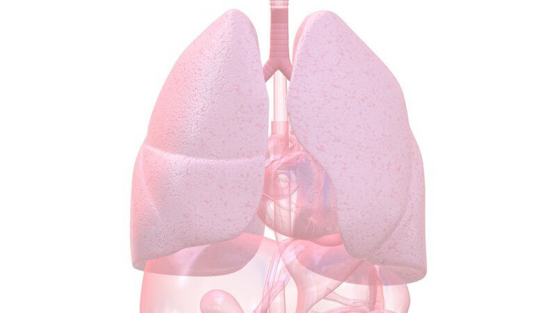 Grafik Organe mit Lunge hervorgehoben