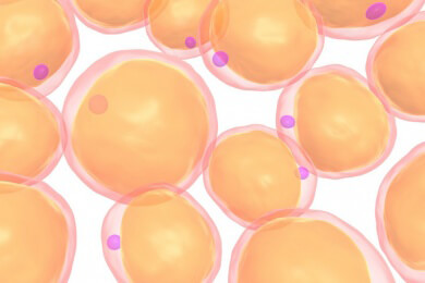 Wichtige Fettdepots - ab wann ist die Rede von zu viel Körperfett?