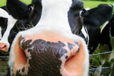 Was verbirgt sich hinter dem Begriff "biologisch"?
