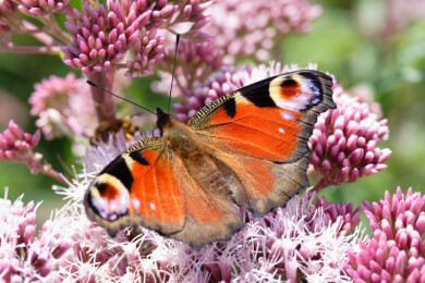 Färbung von Insekten scheint im direkten Zusammenhang mit der Umgebungstemperatur zu stehen