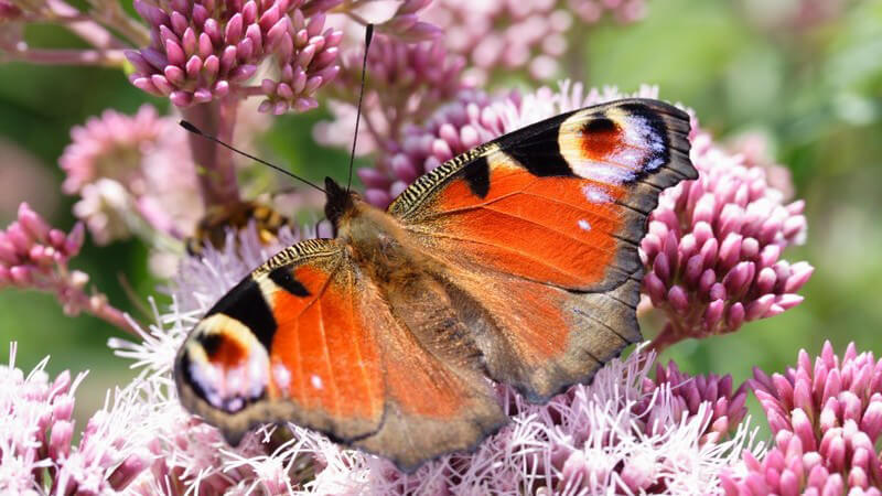 Schmetterling Tagpfauenauge auf Wasserdostblüte