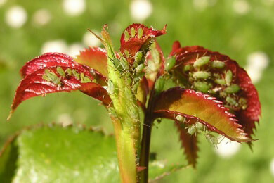 Mit Florfliegen gegen Blattläuse - Katzenminze ist das perfekte Lockmittel