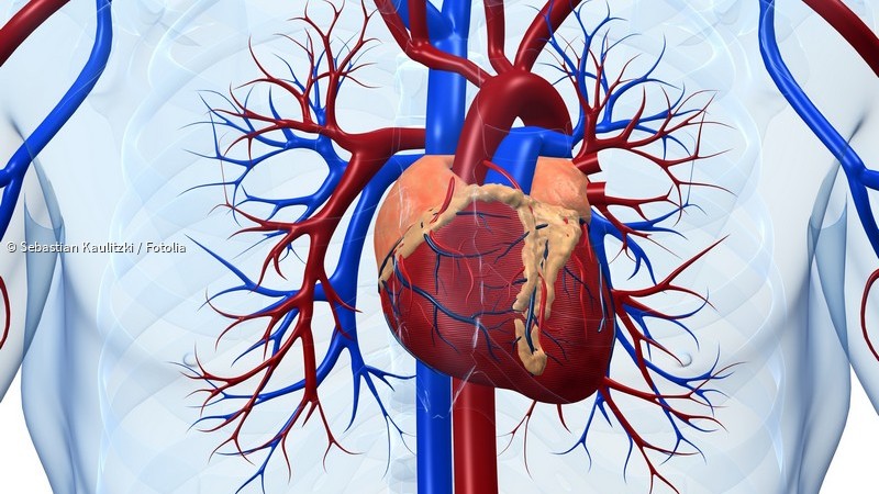 ᐅ Niereninsuffizienz und Bluttransfusion - Das Herz wird zum Risikofaktor