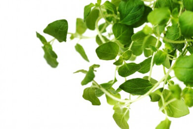 Oregano - so gedeiht der mediterrane Kräuter-Klassiker im eigenen Garten