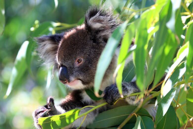 Koalas nutzen Bäume als "natürliche Klimaanlage"