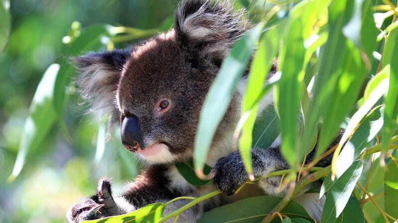 Koalabär im Eukalyptusbaum