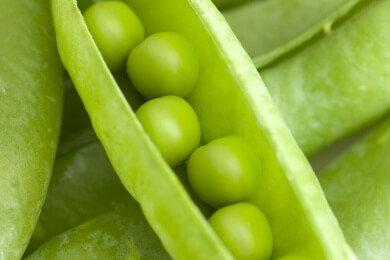 Beliebte Hülsenfrüchte im Garten - Knackige Erbsen