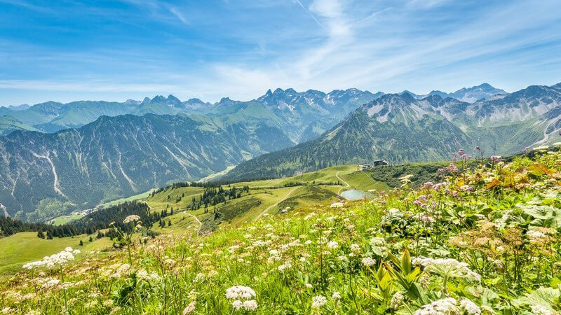 Fellhorn in den Allgäuer Alpen - Blumenwiese mit Blick auf Berge