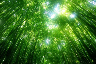 Welterbe-Wald soll in Australien zerstört werden