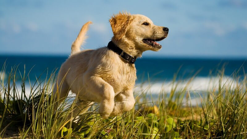Hund in den Dünen am Meer