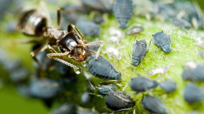 Nahaufnahme Ameise zwischen Blattläusen