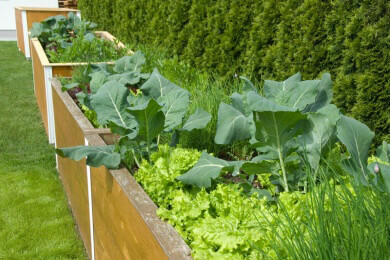 Obst- und Gemüsegarten im Juni - das sollte jetzt erledigt werden