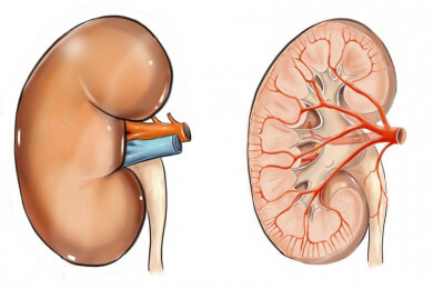 Gefahr der Thiaziddiuretika: Die harntreibenden Mittel führen bei Senioren zu Nierenstörungen