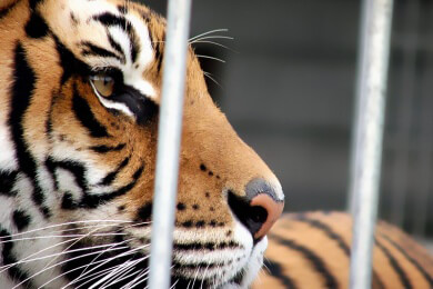 Tiger lebt in den USA neben einer Tankstelle