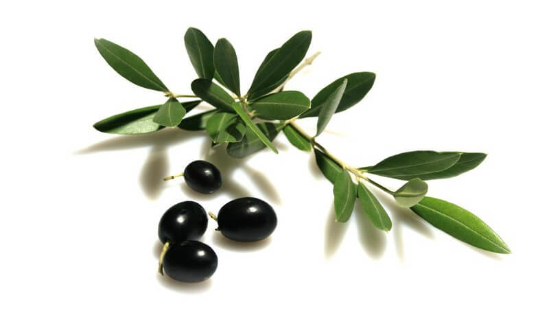 Olivenzweig mit vier schwarzen Oliven auf weißem Hintergrund