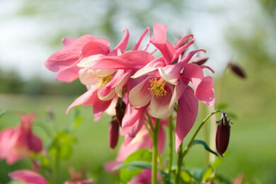 Blütenstauden - Sommerschnitt fördert Blühfreude und Gesundheit