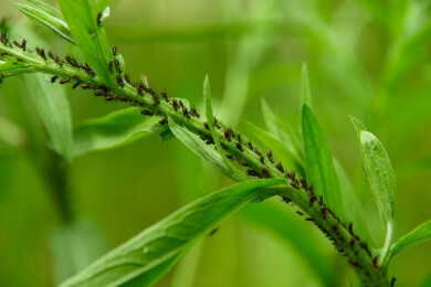 Ameisen in Haus und Garten wirksam bekämpfen - Tipps, Hausmittel und chemische Produkte