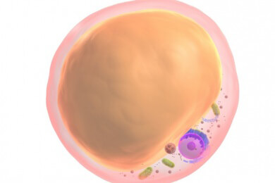 Schutzmechanismus für Zellmembrane durch Fettpolster - Grazer Forscher erkennen Zusammenhang