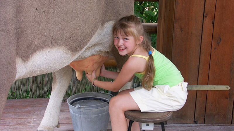 Mädchen in grünem Shirt sitzt auf einem Schemel und melkt eine Kuh