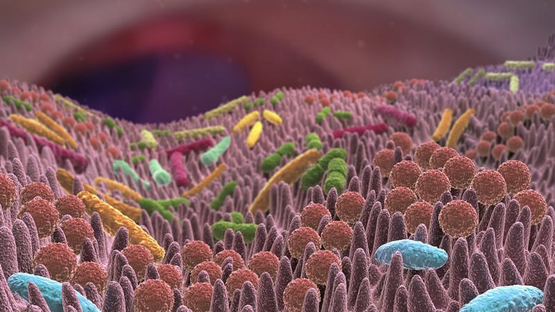 3-D-Grafik der Darmflora mit vielen verschiedenfarbigen Bakterien auf den Darmzotten