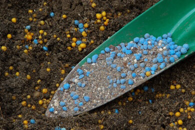 Blühende Sommerstauden - richtig gießen, düngen und pflegen