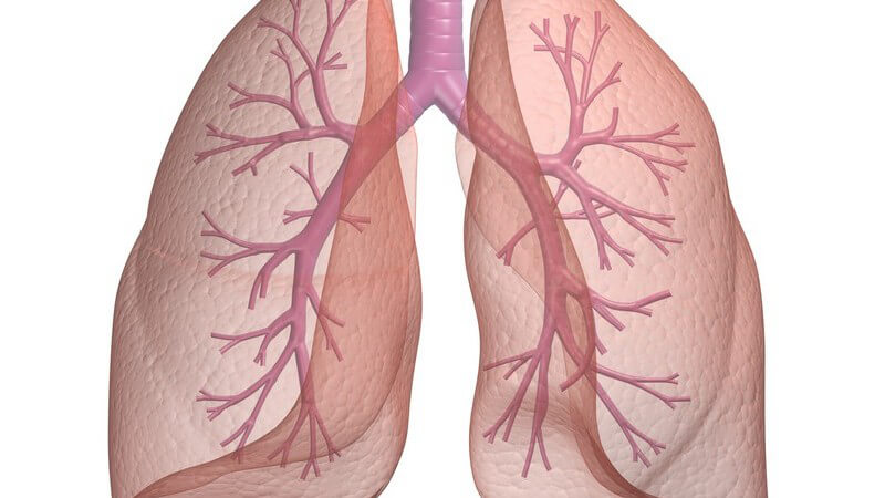 3D Grafik Lungen mit Bronchien auf weißem Hintergrund
