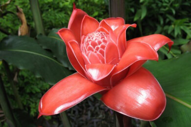 Ländliche Gemeinden und Ureinwohner retten den Regenwald - Klimaschutz statt Abholzungen